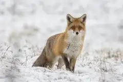 Lisy na Mazurach - zdjęcie 25