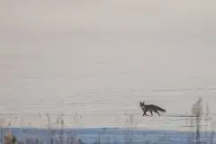 Lisy na Mazurach - zdjęcie 24