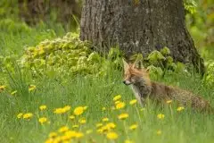 Lisy na Mazurach - zdjęcie 22