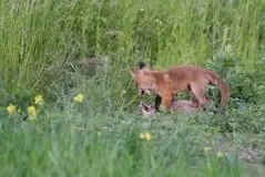 Lisy na Mazurach - zdjęcie 15