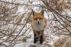 Lisy na Mazurach - zdjęcie 5