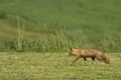 Lisy na Mazurach - zdjęcie 4