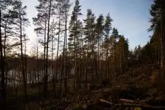 Styczniowe Wydminy bez śniegu w środku zimy - zdjęcie 26