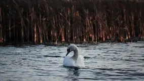 Zdjęcia: Miłośnicy Mazur, dzisiaj zdjęcia Stanisława Sielewicza - zdjęcie 2