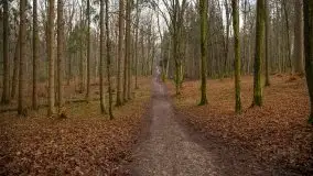 Las miejski w Giżycku, styczeń 2020 - zdjęcie 30