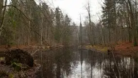 Las miejski w Giżycku, styczeń 2020 - zdjęcie 27