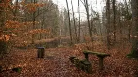 Las miejski w Giżycku, styczeń 2020 - zdjęcie 26