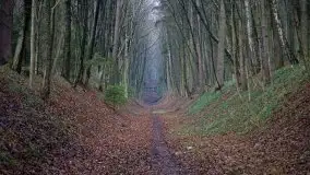 Las miejski w Giżycku, styczeń 2020 - zdjęcie 19