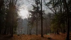 Las miejski w Giżycku, styczeń 2020 - zdjęcie 16