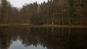 Las miejski w Giżycku, styczeń 2020 - zdjęcie 12