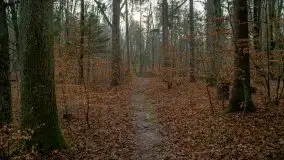 Las miejski w Giżycku, styczeń 2020 - zdjęcie 10