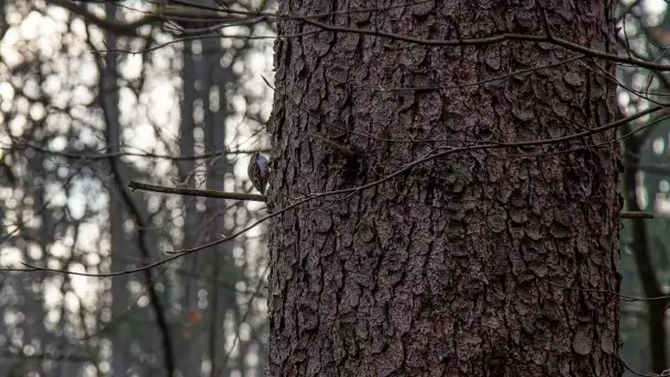 Las miejski w Giżycku, styczeń 2020 - zdjęcie 9