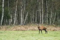 Mazurskie jelenie na zdjęciach Jana Olchówki - zdjęcie 51