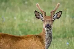 Mazurskie jelenie na zdjęciach Jana Olchówki - zdjęcie 44