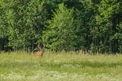 Mazurskie jelenie na zdjęciach Jana Olchówki - zdjęcie 36