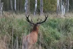 Mazurskie jelenie na zdjęciach Jana Olchówki - zdjęcie 27