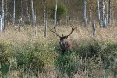 Mazurskie jelenie na zdjęciach Jana Olchówki - zdjęcie 19