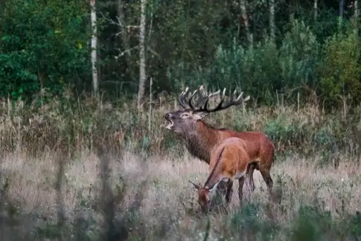 Mazurskie jelenie na zdjęciach Jana Olchówki - zdjęcie 11