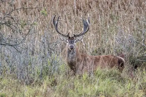 Mazurskie jelenie na zdjęciach Jana Olchówki - zdjęcie 10