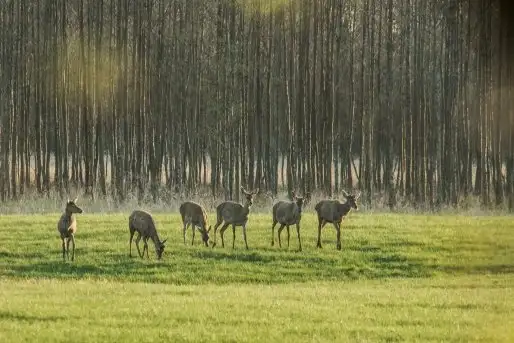 Mazurskie jelenie na zdjęciach Jana Olchówki - zdjęcie 6