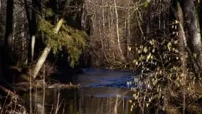 Zdjęcia: Mosty w Botkunach i Kiepojcach - tajemnicze i schowane w lasach - zdjęcie 29