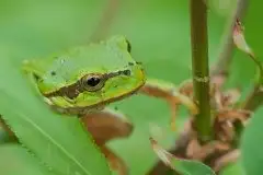 Mazurska rzekotka drzewna na zdjęciach Jana Olchówki - zdjęcie 61