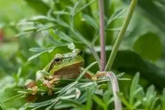 Mazurska rzekotka drzewna na zdjęciach Jana Olchówki - zdjęcie 58