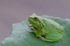 Mazurska rzekotka drzewna na zdjęciach Jana Olchówki - zdjęcie 57