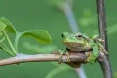 Mazurska rzekotka drzewna na zdjęciach Jana Olchówki - zdjęcie 47