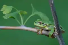 Mazurska rzekotka drzewna na zdjęciach Jana Olchówki - zdjęcie 46