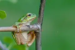 Mazurska rzekotka drzewna na zdjęciach Jana Olchówki - zdjęcie 44