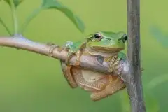 Mazurska rzekotka drzewna na zdjęciach Jana Olchówki - zdjęcie 43