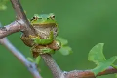 Mazurska rzekotka drzewna na zdjęciach Jana Olchówki - zdjęcie 39