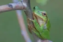 Mazurska rzekotka drzewna na zdjęciach Jana Olchówki - zdjęcie 33