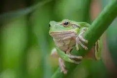 Mazurska rzekotka drzewna na zdjęciach Jana Olchówki - zdjęcie 26