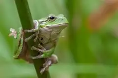 Mazurska rzekotka drzewna na zdjęciach Jana Olchówki - zdjęcie 24