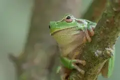 Mazurska rzekotka drzewna na zdjęciach Jana Olchówki - zdjęcie 17