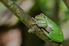 Mazurska rzekotka drzewna na zdjęciach Jana Olchówki - zdjęcie 15