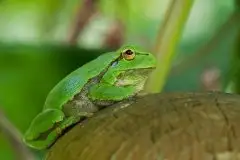 Mazurska rzekotka drzewna na zdjęciach Jana Olchówki - zdjęcie 6