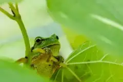 Mazurska rzekotka drzewna na zdjęciach Jana Olchówki - zdjęcie 5