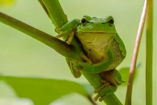 Mazurska rzekotka drzewna na zdjęciach Jana Olchówki - zdjęcie 1