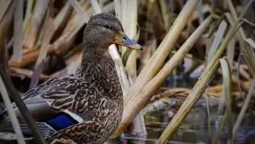 Mazurska przyroda budzi się do życia na zdjęciach Stanisława Sielewicza - zdjęcie 25