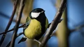 Mazurska przyroda budzi się do życia na zdjęciach Stanisława Sielewicza - zdjęcie 21