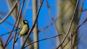 Mazurska przyroda budzi się do życia na zdjęciach Stanisława Sielewicza - zdjęcie 14