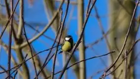 Mazurska przyroda budzi się do życia na zdjęciach Stanisława Sielewicza - zdjęcie 12