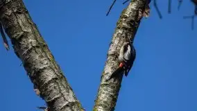 Mazurska przyroda budzi się do życia na zdjęciach Stanisława Sielewicza - zdjęcie 10