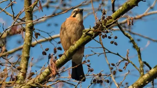 Mazurska przyroda budzi się do życia na zdjęciach Stanisława Sielewicza - zdjęcie 7