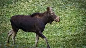 Mazurska przyroda budzi się do życia na zdjęciach Stanisława Sielewicza - zdjęcie 6