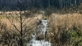 Mazurska przyroda budzi się do życia na zdjęciach Stanisława Sielewicza - zdjęcie 3