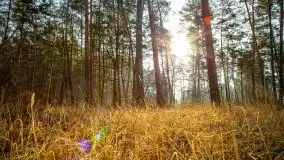 Mazurski las w okolicach Kruklina, luty 2020 - zdjęcie 10